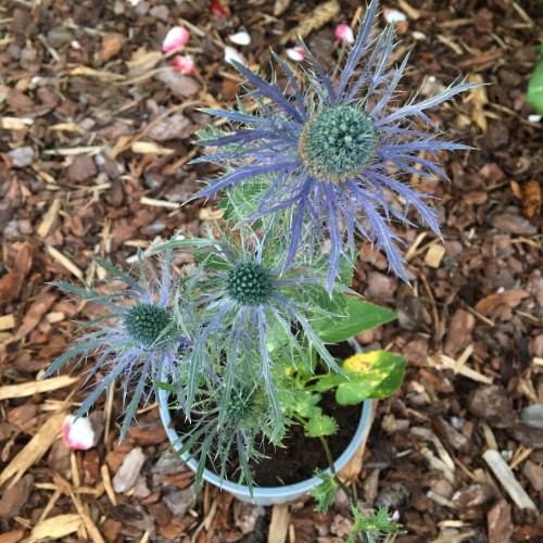 Eryngium alpinum 'Blue Jackpot' - Alpi ogaputk 'Blue Jackpot'
